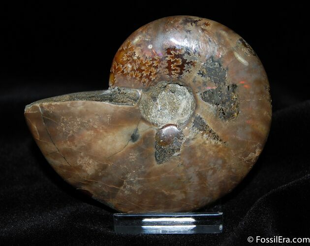 Fiery Iridescent Red Ammonite Inches #421
